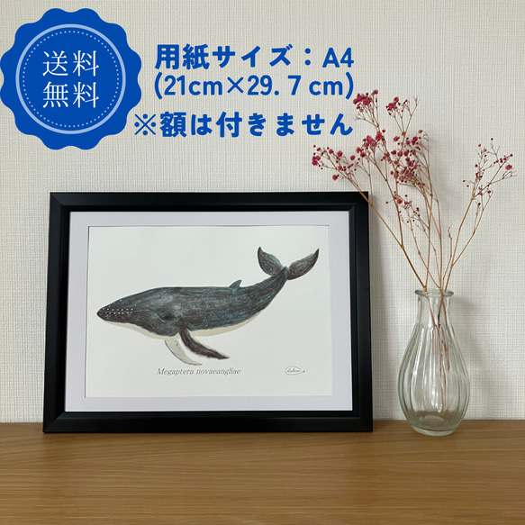 （送料無料）ポストカード　クジラ　グラフィック　海　自然　生き物　星　絵画　インテリア　おしゃれ　リビング　動物　アート 5枚目の画像