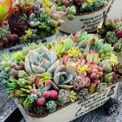 【マユリ】多肉寄せ植えオーダー オーダー承ります 多肉植物寄せ植え そのまま飾れる ブーケ寄せ