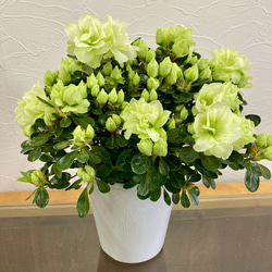 新品種＊希少＊アザレア＊オリーブ4号鉢 アートフラワー 茶々ガーデン