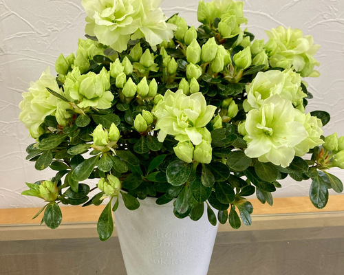 ae05304dfc83f3abda2eb83a9a6365