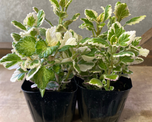 観葉植物 緑色と白の斑点 3本立ち 新しい観葉植物の白い斑点 : r/houseplants