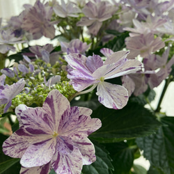 sale】紫陽花 イズミチオリ（衣純千織:ブルー） 八重の絞り咲き その他