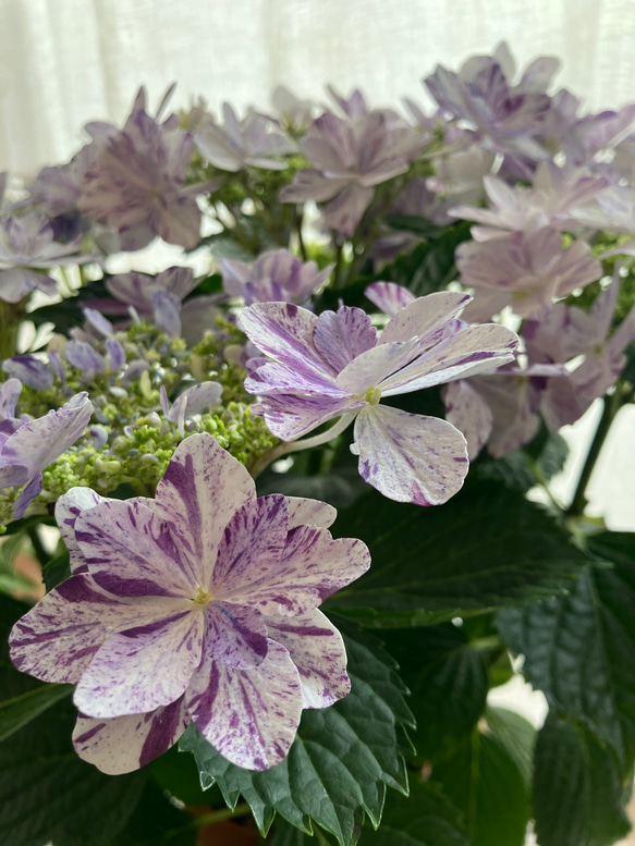 買い誠実 sale】紫陽花 イズミチオリ（衣純千織:ブルー） 八重の絞り咲き 鉢花