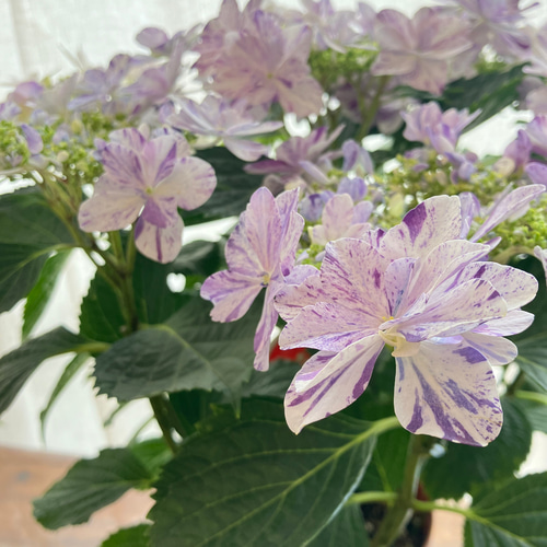 sale】紫陽花 イズミチオリ（衣純千織:ブルー） 八重の絞り咲き その他
