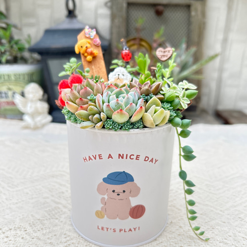 可愛い♡ トイプードルちゃん 多肉植物寄せ植え プレゼント ギフト