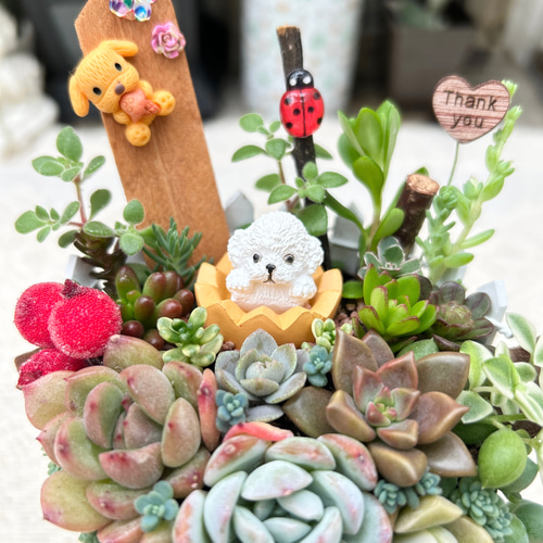 可愛い♡ トイプードルちゃん 多肉植物寄せ植え プレゼント ギフト