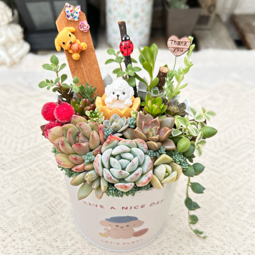 可愛い♡ トイプードルちゃん 多肉植物寄せ植え プレゼント ギフト