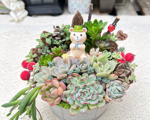 多肉寄せ植え✿くまちゃん✿そのまま飾れます 再販♡可愛い♡ほっと一息クマさん♪多肉植物寄せ植え ギフト 母の日