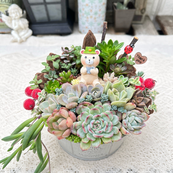 再販♡可愛い♡ほっと一息クマさん♪多肉植物寄せ植え ギフト 母の日