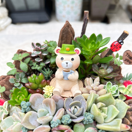 再販♡可愛い♡ほっと一息クマさん♪多肉植物寄せ植え ギフト 母の日