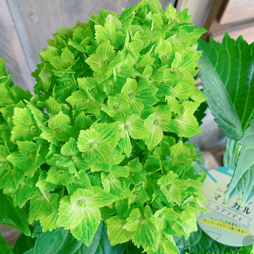 再入荷♡【あじさい】秋色など色の変化も楽しめる！人気のマジカル