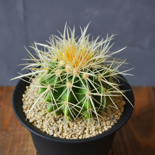 金鯱 サボテン/エキノカクタス/クロエンレイニア/実生 多肉植物