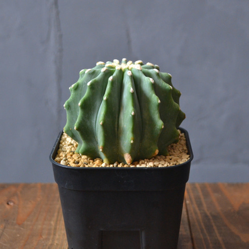 M&Mサボテン 王冠竜 フェロカクタス属 Ferocactus glaucescens【フェロカクタス・王冠竜・実生