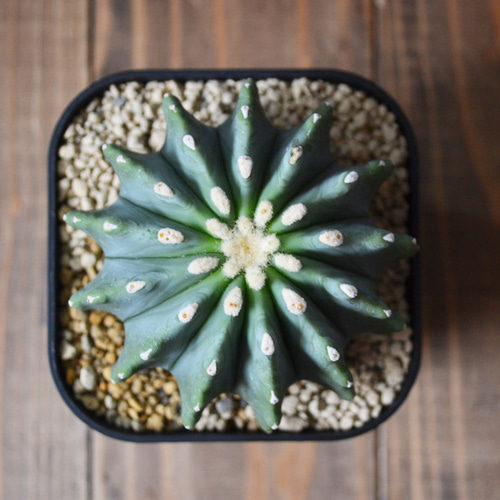 刺無王冠竜 サボテン/フェロカクタス/実生 多肉植物 0310hachi 刺無王冠竜 サボテン/フェロカクタス/実生 多肉植物 0310hachi