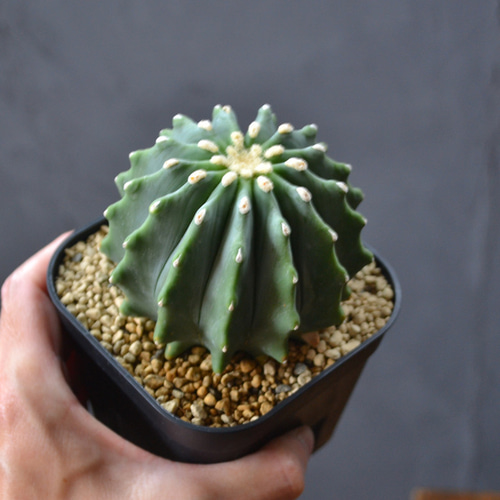 サボテン：フェロカクタス 赤刺金冠竜*幅4cm ☆赤松実生