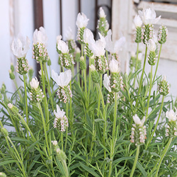 花鉢 フレンチラベンダー ラベラ ピュアホワイト 5号(15cm) 高さ45cm 多年草 多花性 よく咲く 母の日 5枚目の画像