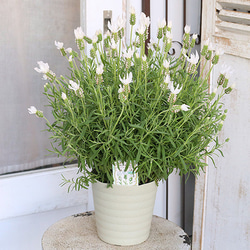 花鉢 フレンチラベンダー ラベラ ピュアホワイト 5号(15cm) 高さ45cm 多年草 多花性 よく咲く 母の日 2枚目の画像