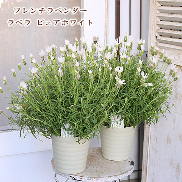 花鉢 フレンチラベンダー ラベラ ピュアホワイト 5号(15cm) 高さ45cm 多年草 多花性 よく咲く 母の日 1枚目の画像