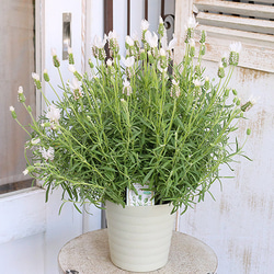花鉢 フレンチラベンダー ラベラ ピュアホワイト 5号(15cm) 高さ45cm 多年草 多花性 よく咲く 母の日 4枚目の画像