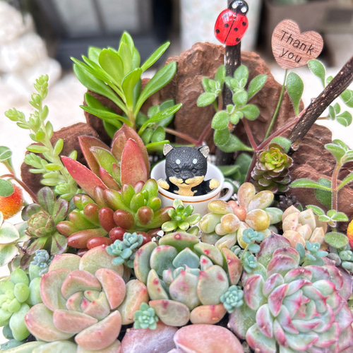 可愛い♡ティーカップ豆柴♪多肉植物寄せ植え 母の日 ギフト 多肉植物 