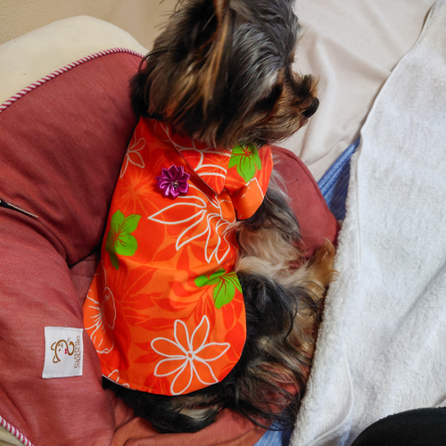 着せやすい犬服♪アロハ生地のスモック♪オーダーメイドで！ ペット服 