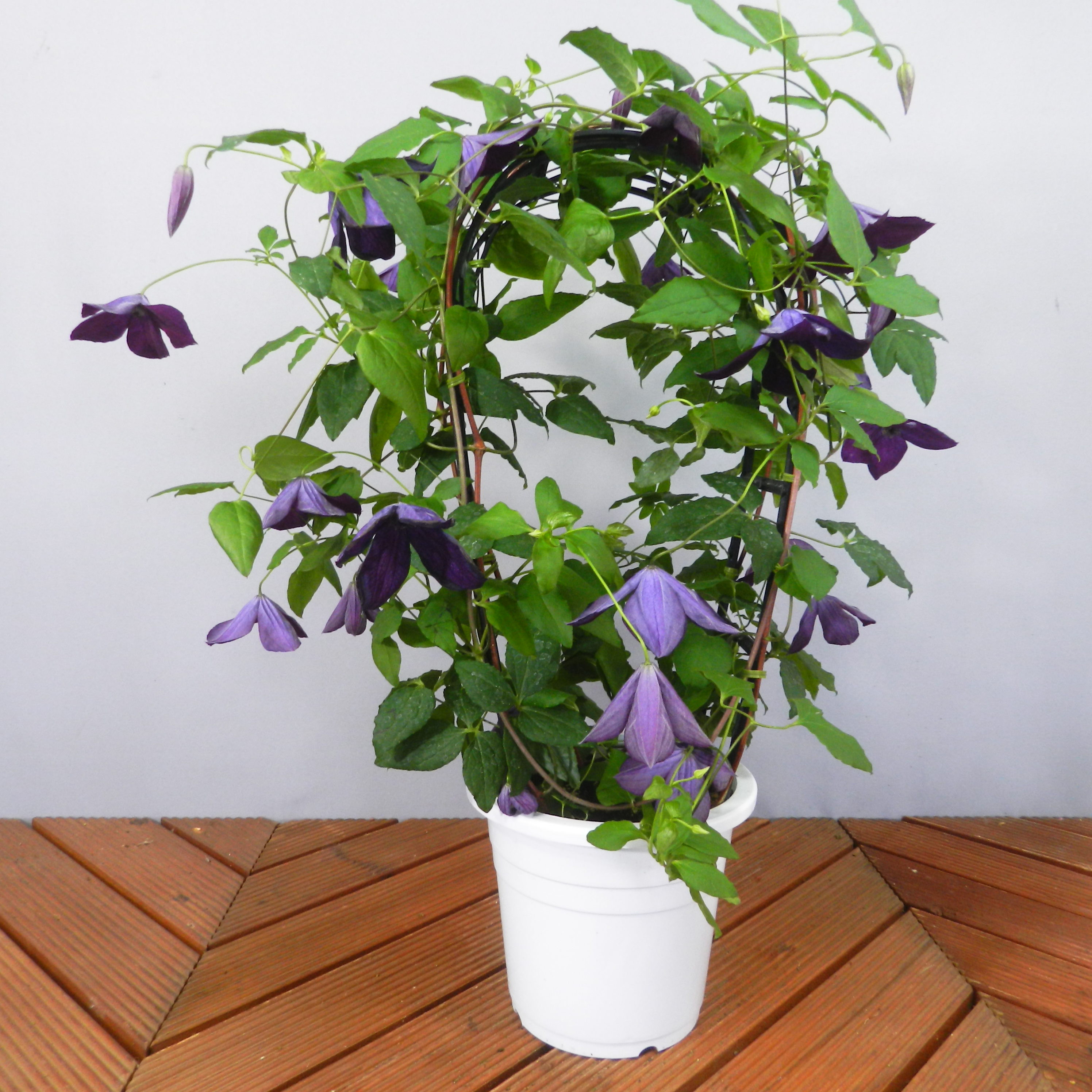 トキ色の君　クレマチス　開花鉢