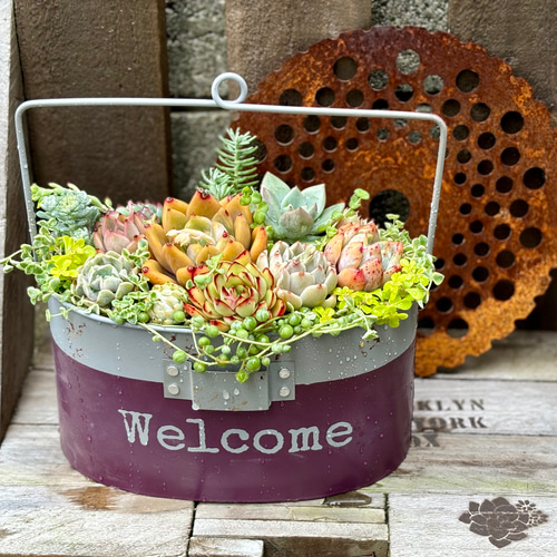 ハンゴウガーデンポット 寄せ植え 韓国苗 多肉植物 プレゼント 母の日 