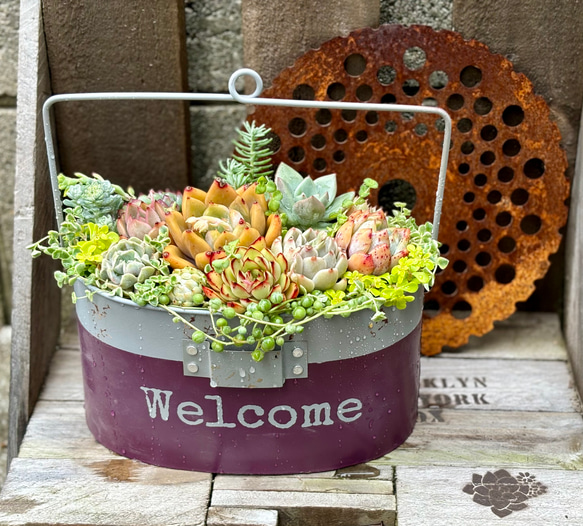 ハンゴウガーデンポット 寄せ植え 韓国苗 多肉植物 プレゼント 母の日