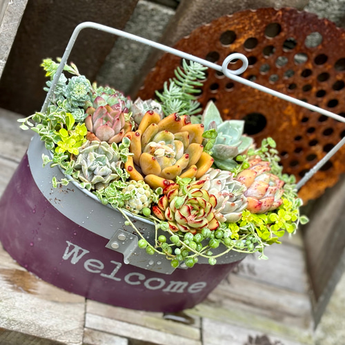 ハンゴウガーデンポット 寄せ植え 韓国苗 多肉植物 プレゼント 母の日