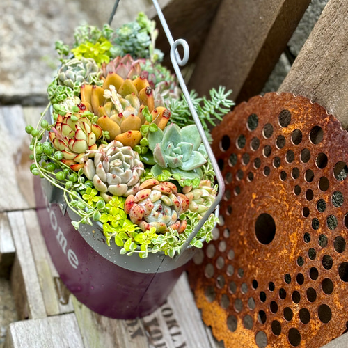 ハンゴウガーデンポット 寄せ植え 韓国苗 多肉植物 プレゼント 母の日