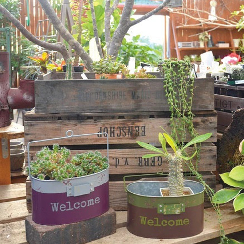 ハンゴウガーデンポット 寄せ植え 韓国苗 多肉植物 プレゼント 母の日