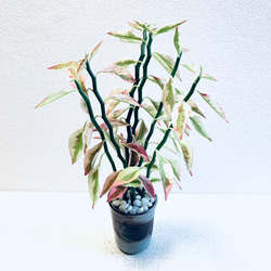 ハイドロカルチャー　ペディランサス　銀龍（ギンリュウ) 縁起の良い植物　小石原焼　陶器　観葉植物　商売繁盛の木　 1枚目の画像