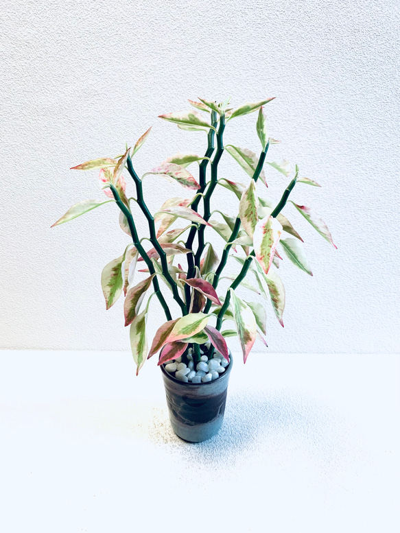ハイドロカルチャー　ペディランサス　銀龍（ギンリュウ) 縁起の良い植物　小石原焼　陶器　観葉植物　商売繁盛の木　 1枚目の画像