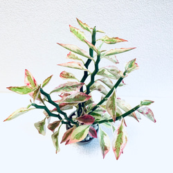 ハイドロカルチャー　ペディランサス　銀龍（ギンリュウ) 縁起の良い植物　小石原焼　陶器　観葉植物　商売繁盛の木　 2枚目の画像