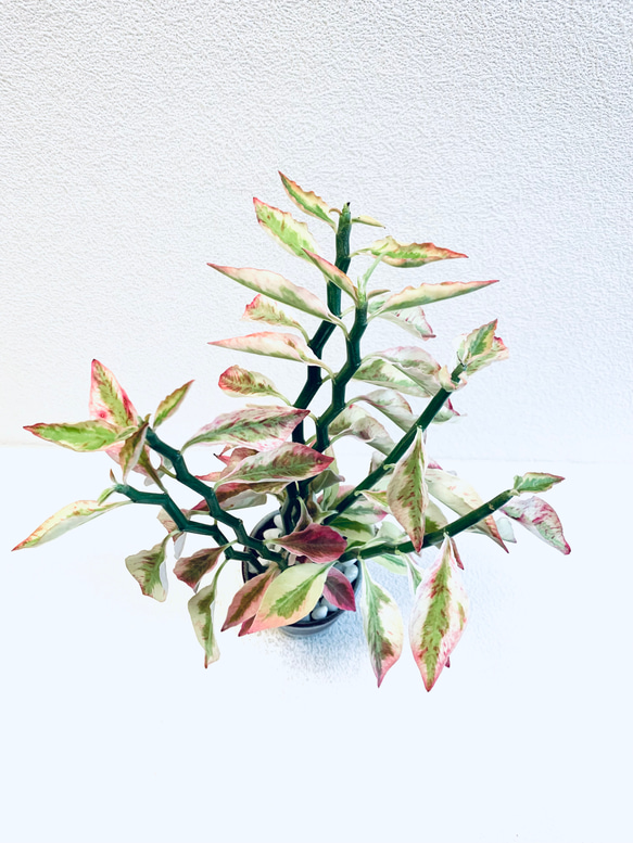 ハイドロカルチャー　ペディランサス　銀龍（ギンリュウ) 縁起の良い植物　小石原焼　陶器　観葉植物　商売繁盛の木　 2枚目の画像