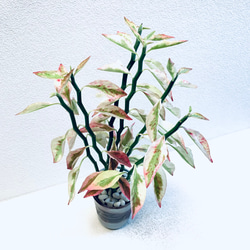 ハイドロカルチャー　ペディランサス　銀龍（ギンリュウ) 縁起の良い植物　小石原焼　陶器　観葉植物　商売繁盛の木　 8枚目の画像