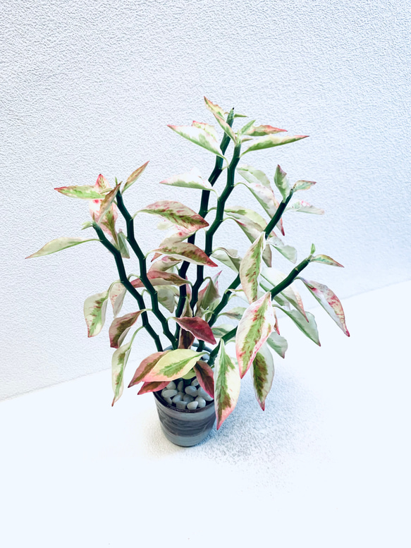 ハイドロカルチャー　ペディランサス　銀龍（ギンリュウ) 縁起の良い植物　小石原焼　陶器　観葉植物　商売繁盛の木　 8枚目の画像