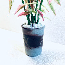 ハイドロカルチャー　ペディランサス　銀龍（ギンリュウ) 縁起の良い植物　小石原焼　陶器　観葉植物　商売繁盛の木　 7枚目の画像