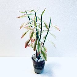 ハイドロカルチャー　ペディランサス　銀龍（ギンリュウ) 縁起の良い植物　小石原焼　陶器　観葉植物　商売繁盛の木　 6枚目の画像