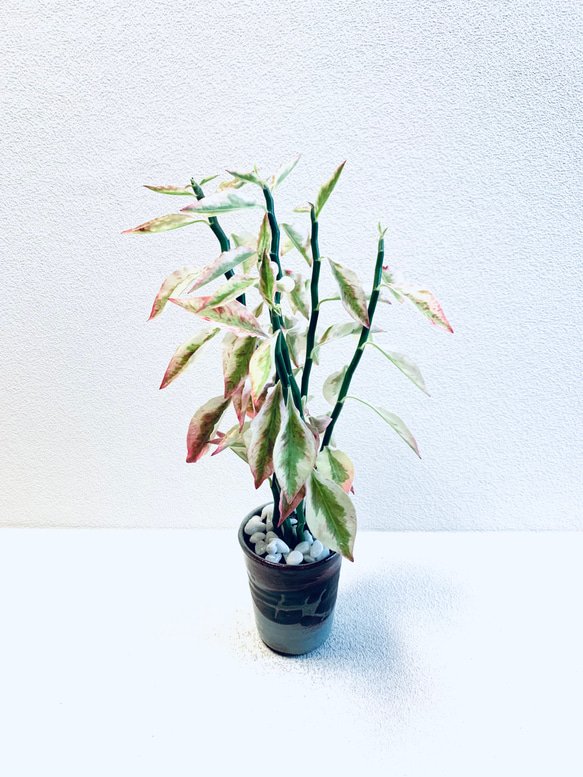 ハイドロカルチャー　ペディランサス　銀龍（ギンリュウ) 縁起の良い植物　小石原焼　陶器　観葉植物　商売繁盛の木　 6枚目の画像