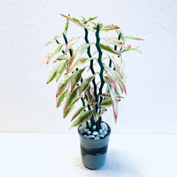 ハイドロカルチャー　ペディランサス　銀龍（ギンリュウ) 縁起の良い植物　小石原焼　陶器　観葉植物　商売繁盛の木　 5枚目の画像