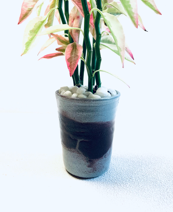 ハイドロカルチャー　ペディランサス　銀龍（ギンリュウ) 縁起の良い植物　小石原焼　陶器　観葉植物　商売繁盛の木　 9枚目の画像