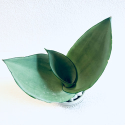 ハイドロカルチャー　サンスベリア　シルバークィーン　小鹿田焼　陶器　観葉植物 2枚目の画像