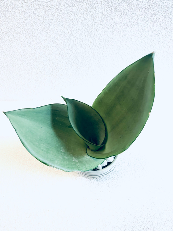 ハイドロカルチャー　サンスベリア　シルバークィーン　小鹿田焼　陶器　観葉植物 2枚目の画像