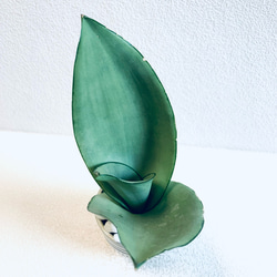 ハイドロカルチャー　サンスベリア　シルバークィーン　小鹿田焼　陶器　観葉植物 3枚目の画像