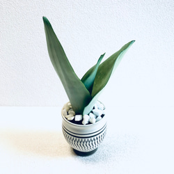 ハイドロカルチャー　サンスベリア　シルバークィーン　小鹿田焼　陶器　観葉植物 4枚目の画像