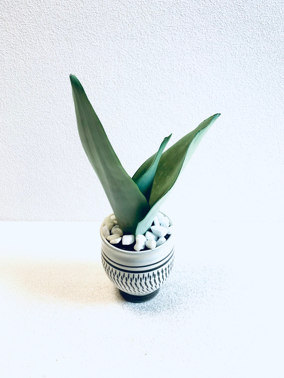 ハイドロカルチャー　サンスベリア　シルバークィーン　小鹿田焼　陶器　観葉植物 4枚目の画像