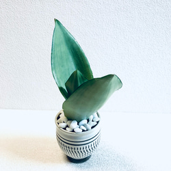 ハイドロカルチャー　サンスベリア　シルバークィーン　小鹿田焼　陶器　観葉植物 5枚目の画像