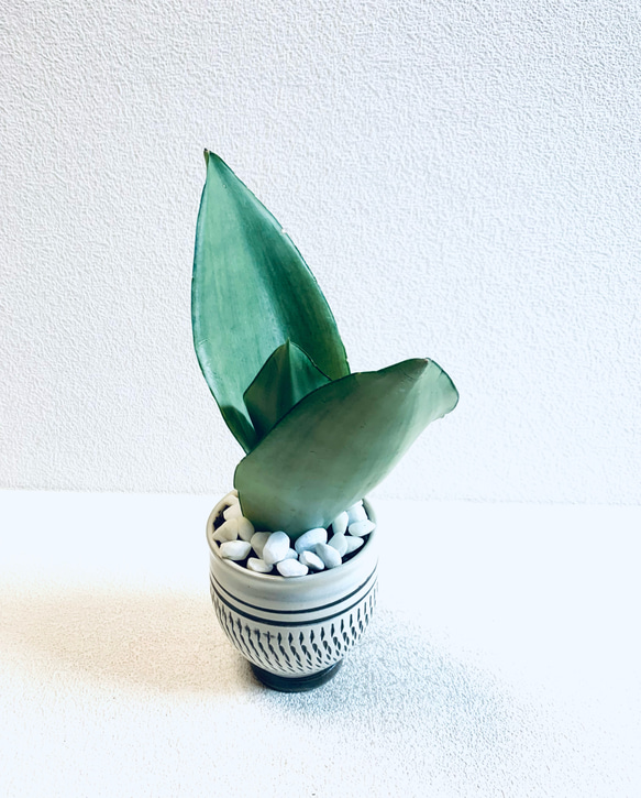 ハイドロカルチャー　サンスベリア　シルバークィーン　小鹿田焼　陶器　観葉植物 5枚目の画像
