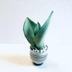 ハイドロカルチャー　サンスベリア　シルバークィーン　小鹿田焼　陶器　観葉植物 7枚目の画像